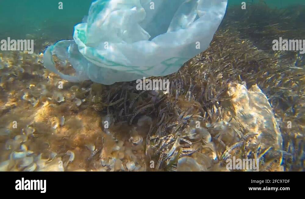 Popcorn Bag in Algae