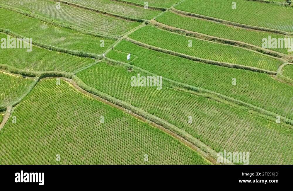 Farming patterns Stock Videos & Footage - HD and 4K Video Clips - Alamy