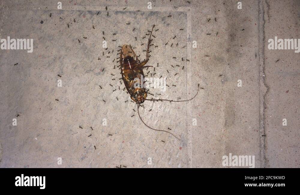 Rotating Cockroach funny Ant play rotating cockroach. Ants take home a dead of cockroach ...