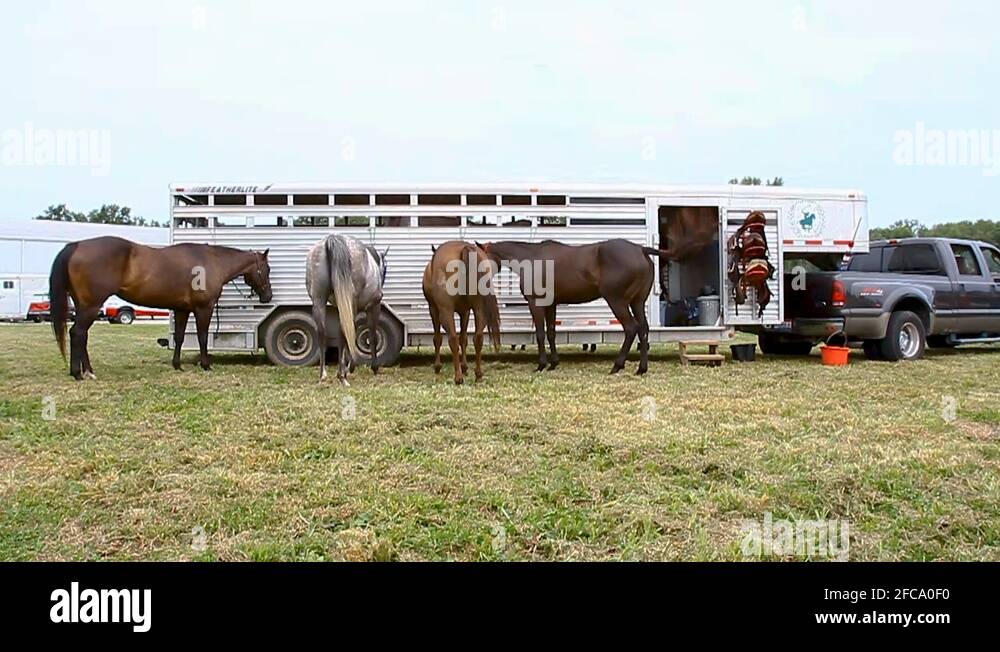 Horses tied to trailer Stock Videos & Footage HD and 4K Video Clips