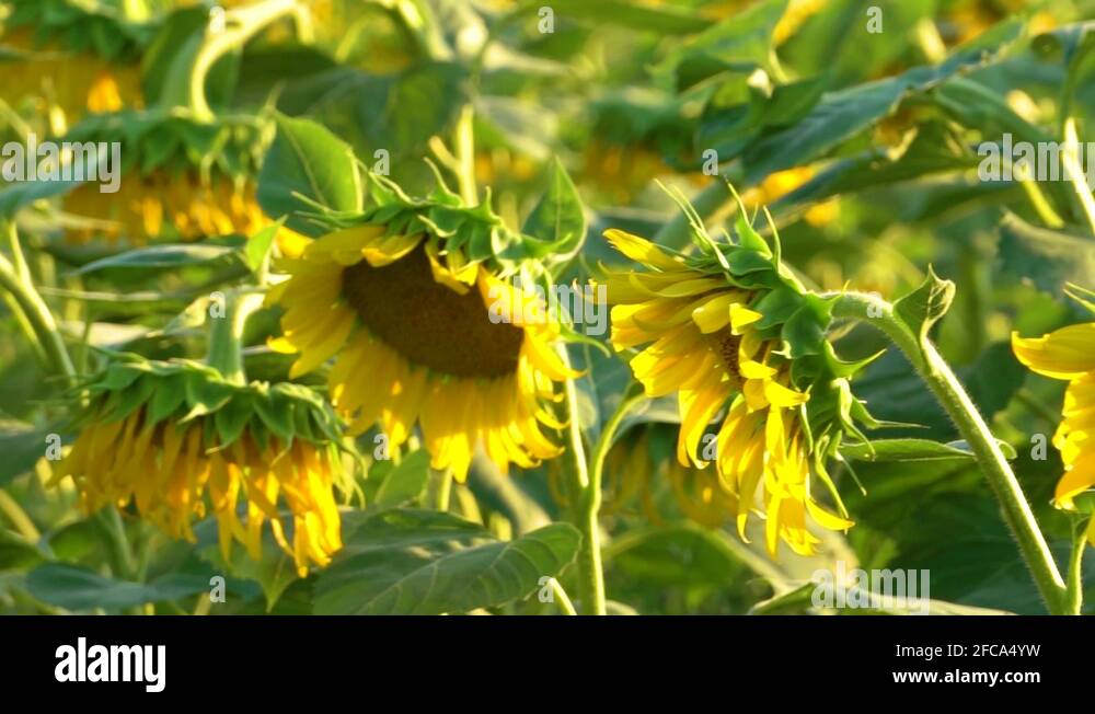 Hanging sunflower Stock Videos & Footage HD and 4K Video Clips Alamy