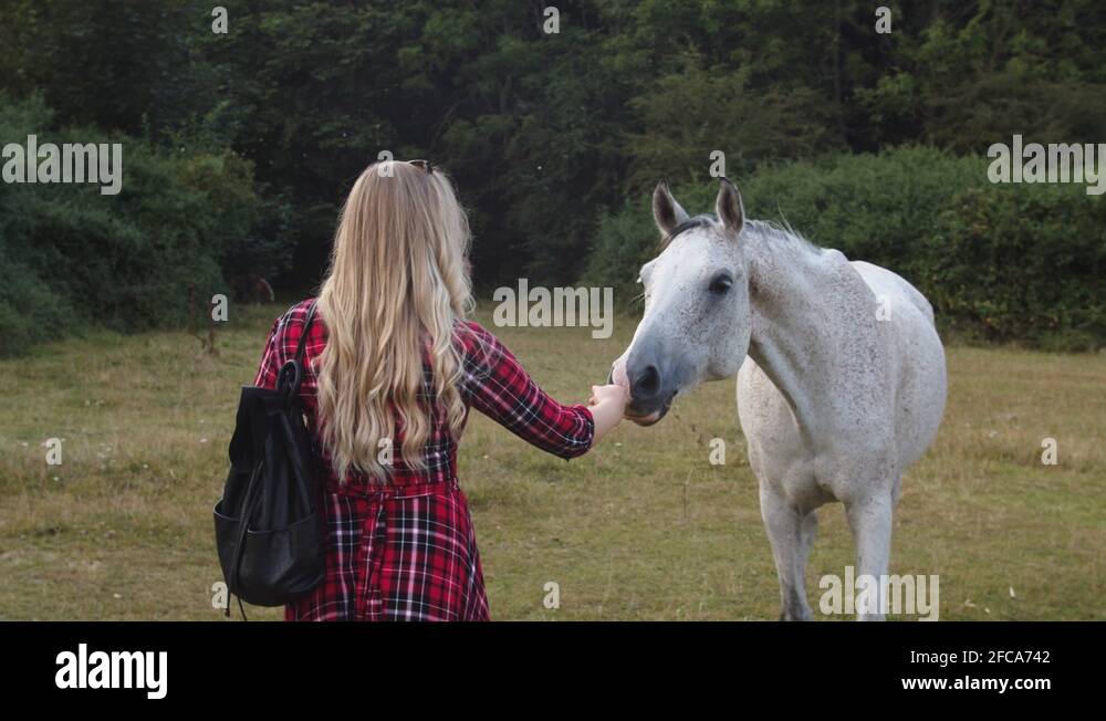 Horse bonding with girl Stock Videos & Footage HD and 4K Video Clips