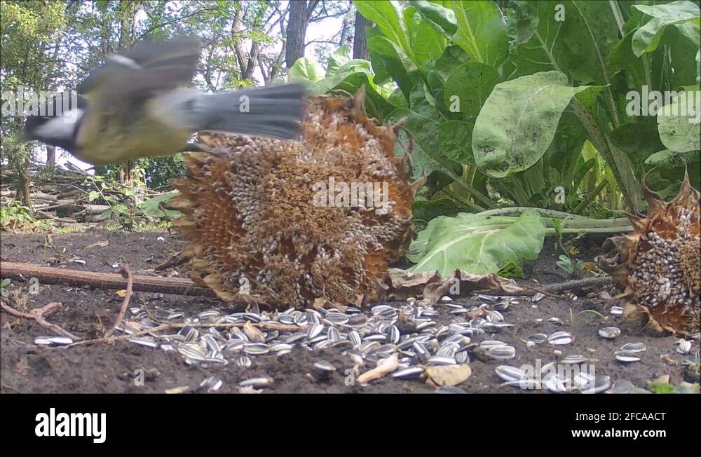 Sunflower seeds birds Stock Videos & Footage HD and 4K Video Clips
