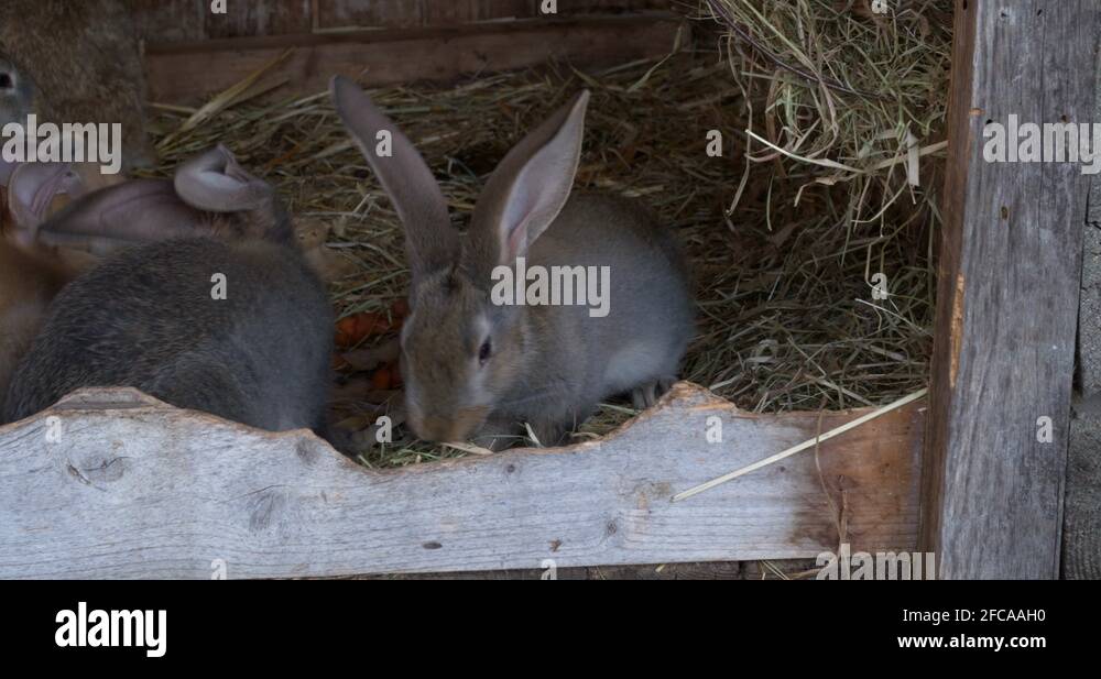 Rabbit with young in a wooden rabbit hutch at the farm, Germany 4K
