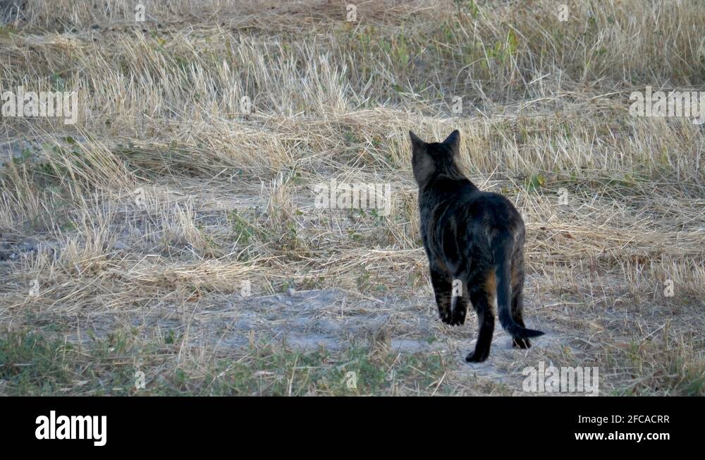 Domestic cat hunting Stock Videos & Footage HD and 4K Video Clips Alamy