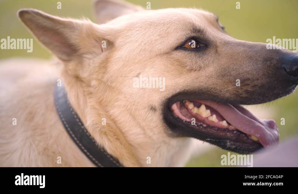 Dog breathing heavily Stock Videos & Footage HD and 4K Video Clips Alamy