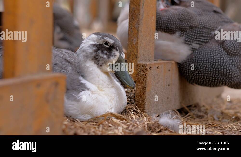 White duck sleep farm Stock Videos & Footage HD and 4K Video Clips