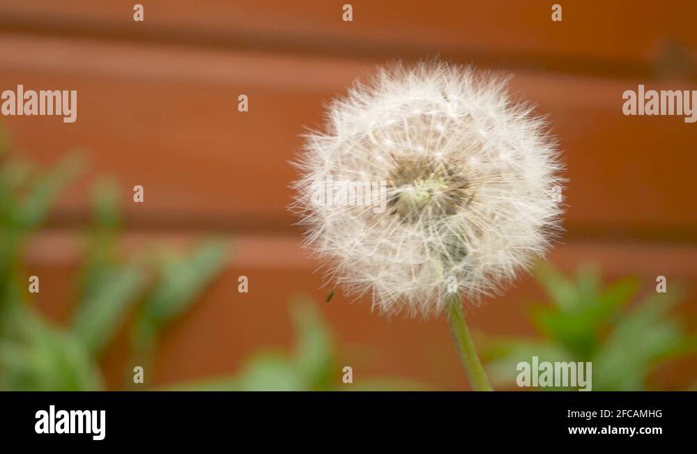 Flower losing petals Stock Videos & Footage HD and 4K Video Clips Alamy