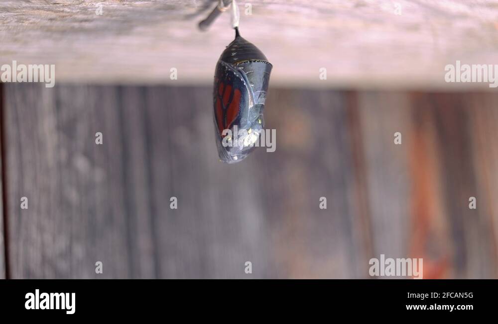 Transparent cocoon Stock Videos & Footage HD and 4K Video Clips Alamy