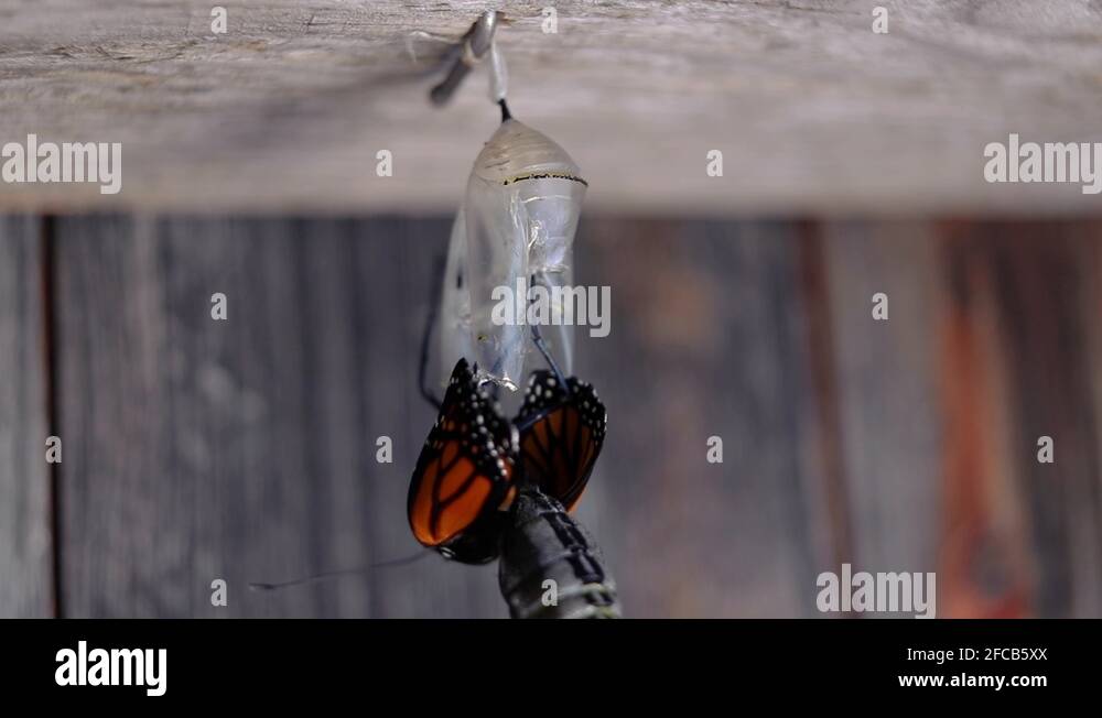 Monarch butterfly opening its wings and climbing up its chrysalis just