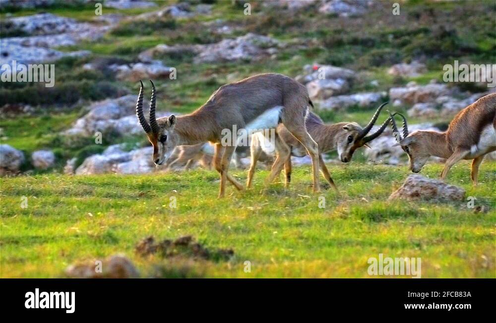 Gazelles horn Stock Videos & Footage - HD and 4K Video Clips - Alamy