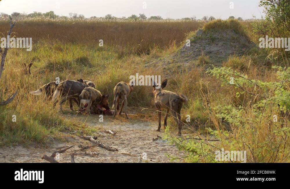 African hunting dogs pack Stock Videos & Footage HD and 4K Video