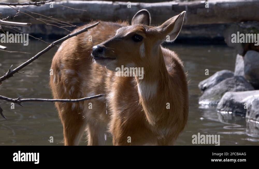 National animal of bangladesh Stock Videos & Footage - HD and 4K Video ...