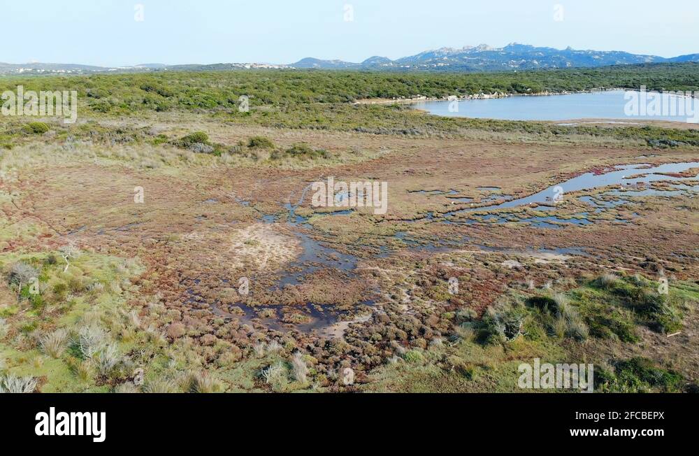 Grass sea wetland Stock Videos & Footage - HD and 4K Video Clips - Alamy