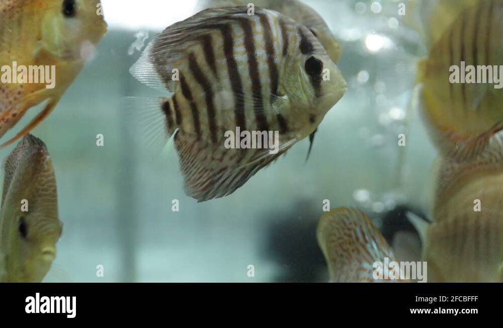 Zebra fish tank Stock Videos & Footage HD and 4K Video Clips Alamy