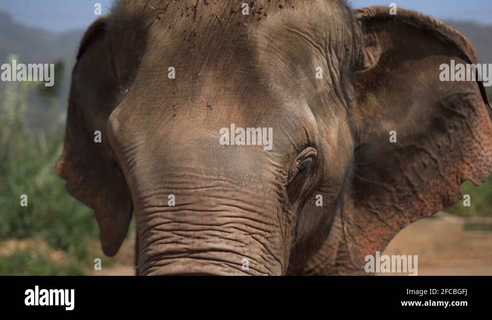 Elephant flaps ears Stock Videos & Footage HD and 4K Video Clips Alamy
