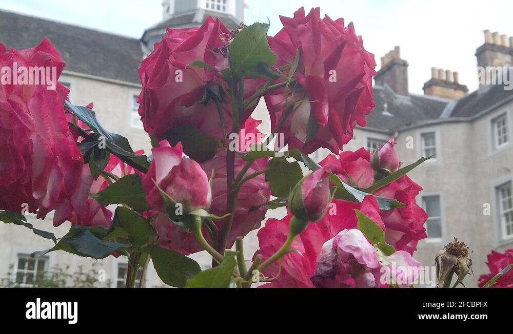 Rose king of flowers Stock Videos & Footage HD and 4K Video Clips Alamy