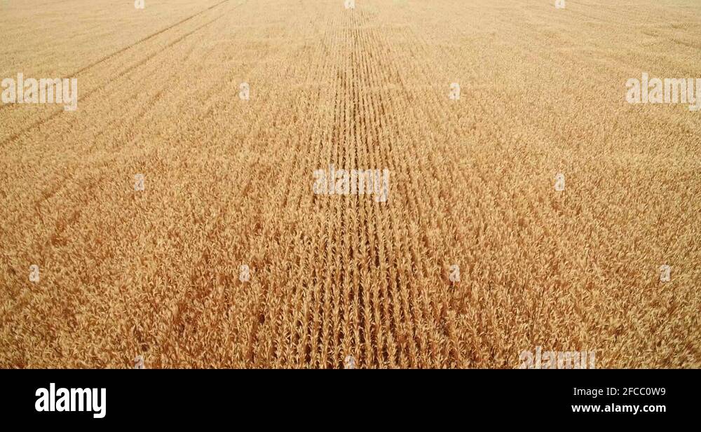 Drone flies backwards over wheat field in North Dakota and ascends to show Stock Video Footage