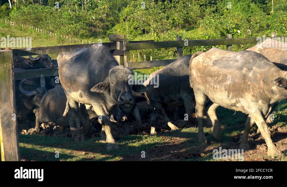 Herd Of Cattle, cows, oxes In a farm in The Amazon Rainforest Region