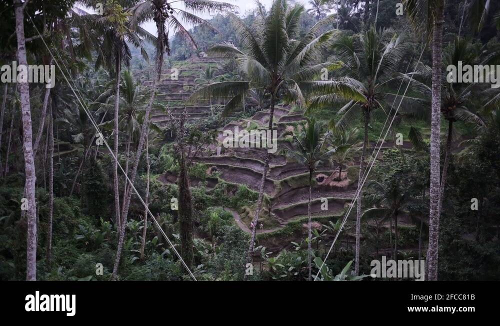 Jungle rice terraces Stock Videos & Footage - HD and 4K Video Clips - Alamy