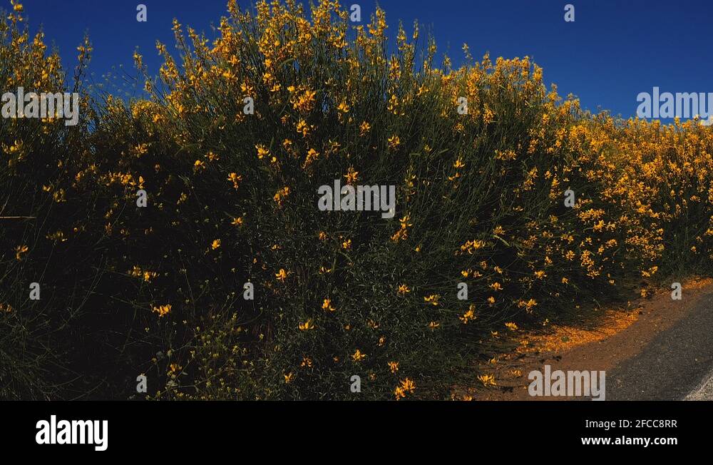 Scotch ridge Stock Videos & Footage HD and 4K Video Clips Alamy