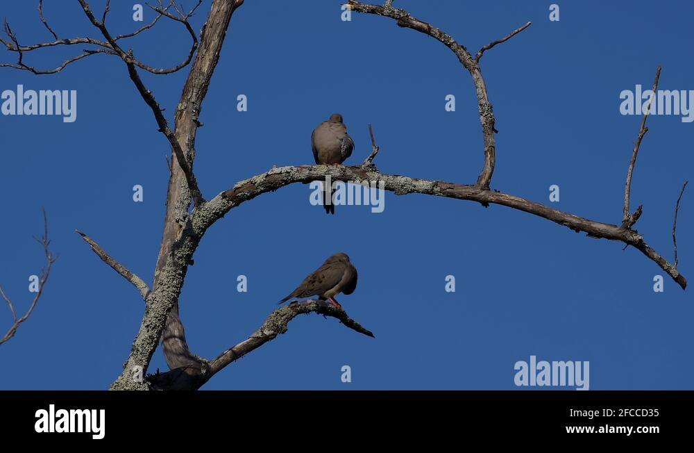 2 grey mourning doves on dead tree branches. 10 sec/60 fps. Original ...