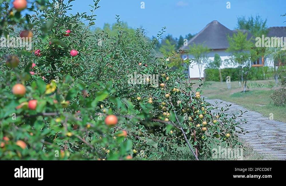 Fruit tree harvest Stock Videos & Footage HD and 4K Video Clips Alamy