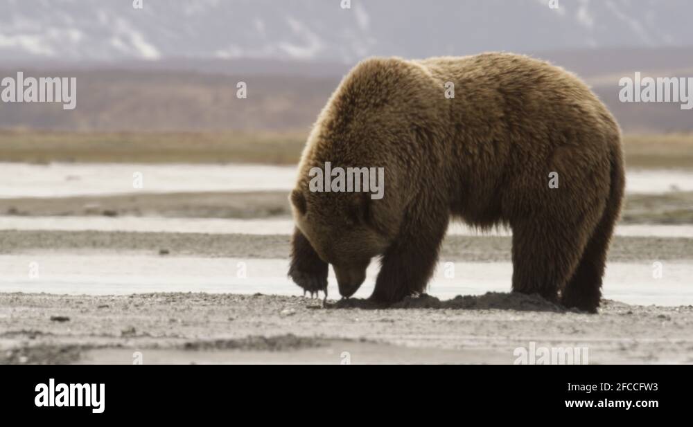 Clam predator Stock Videos & Footage HD and 4K Video Clips Alamy
