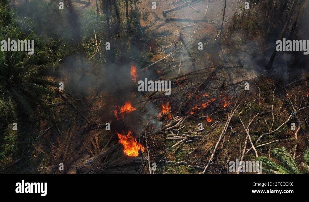 Burning foliage in the Amazon rainforest. Slow boom down, high angle