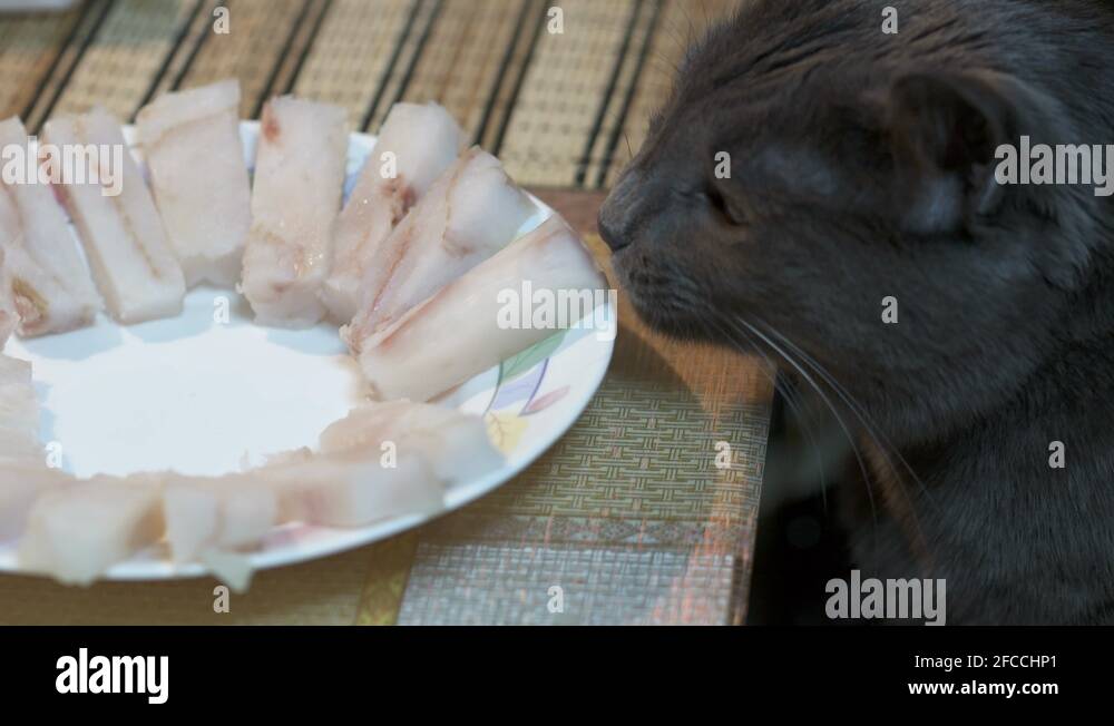 Cat stealing food from the table Stock Video Footage Alamy