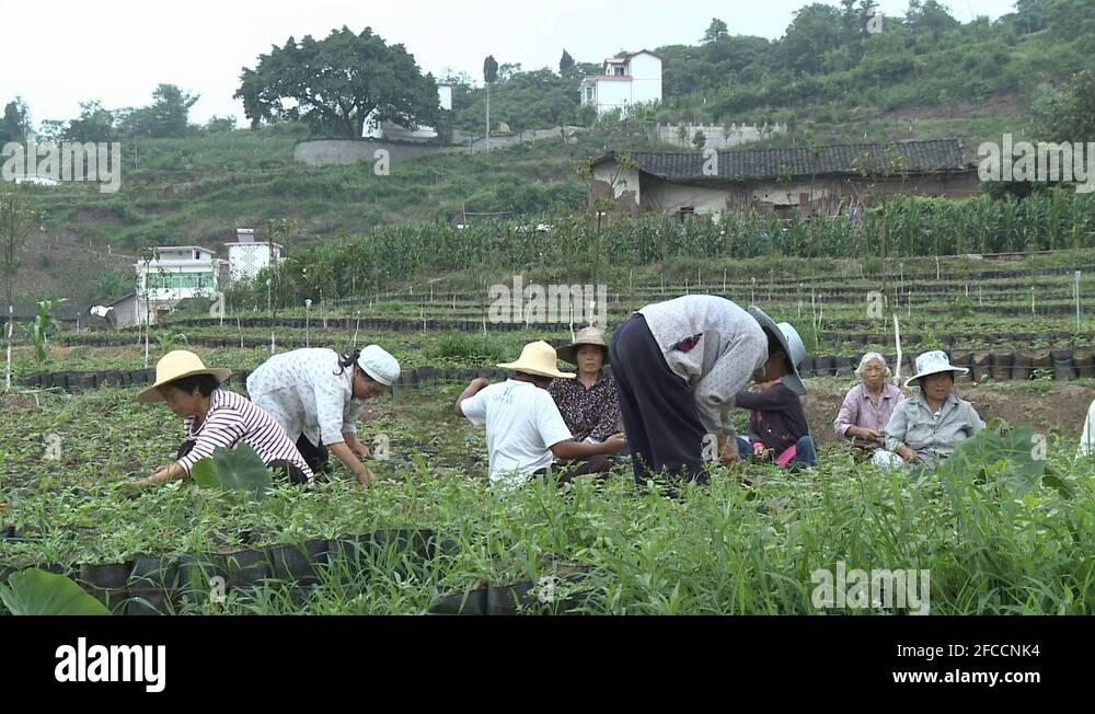 Chinese Peasants traditional agricolture Stock Video Footage Alamy