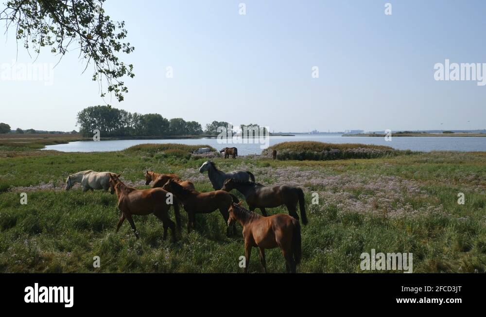 Baltic exterior Stock Videos & Footage HD and 4K Video Clips Alamy
