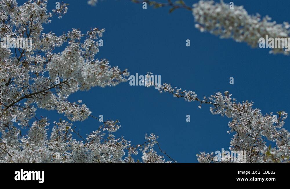Hair Clips: Peach Blossom