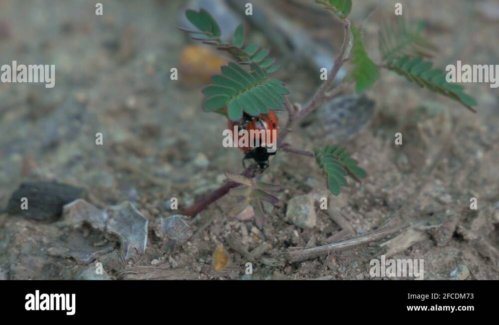 Low vegetation Stock Videos & Footage HD and 4K Video Clips Alamy