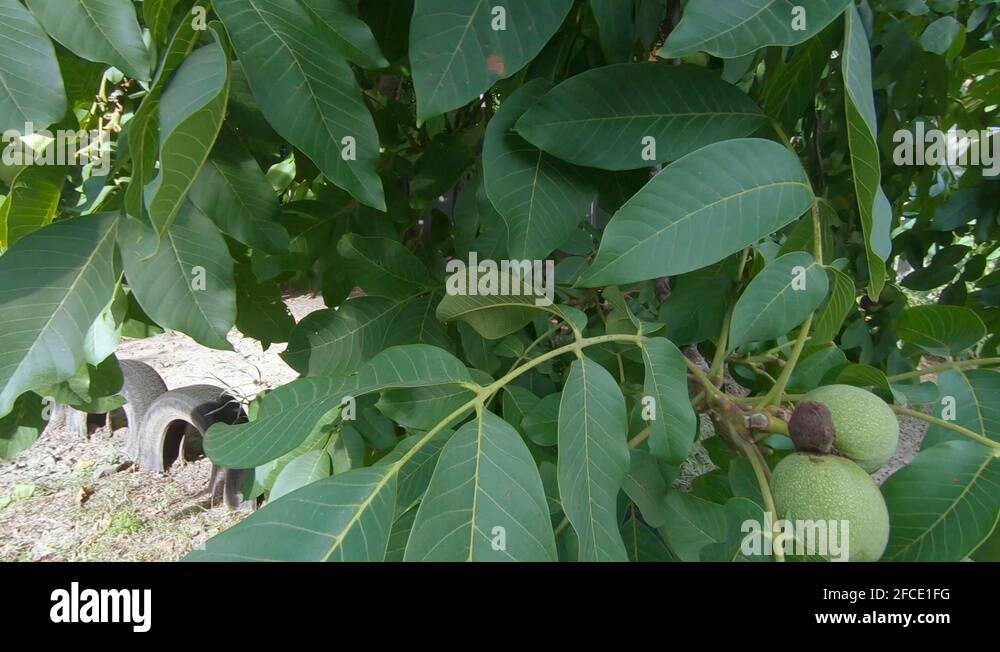 Kernel fruit plant Stock Videos & Footage HD and 4K Video Clips Alamy