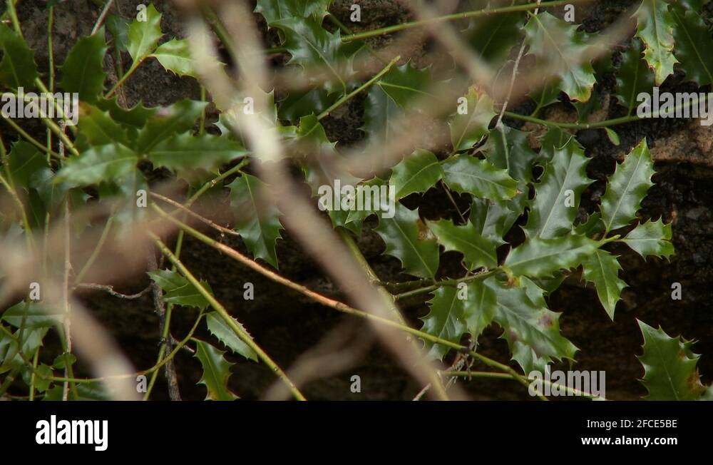 Tangled leaves Stock Videos & Footage - HD and 4K Video Clips - Alamy