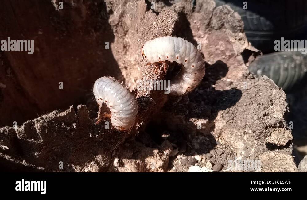 Rotten wood worms Stock Videos & Footage HD and 4K Video Clips Alamy