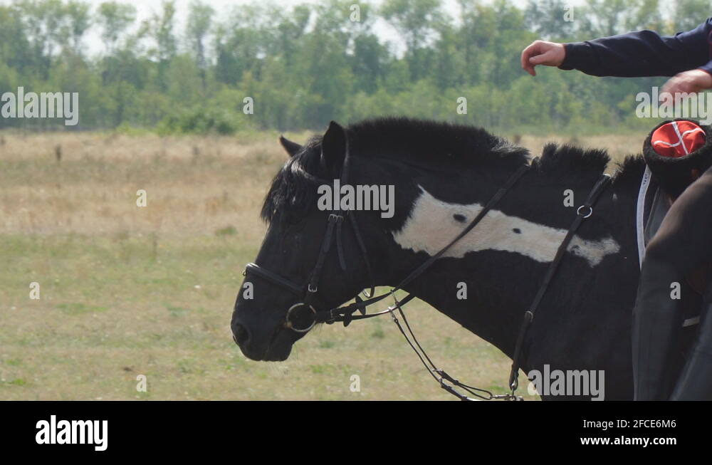 Horse cossack Stock Videos & Footage - HD and 4K Video Clips - Alamy