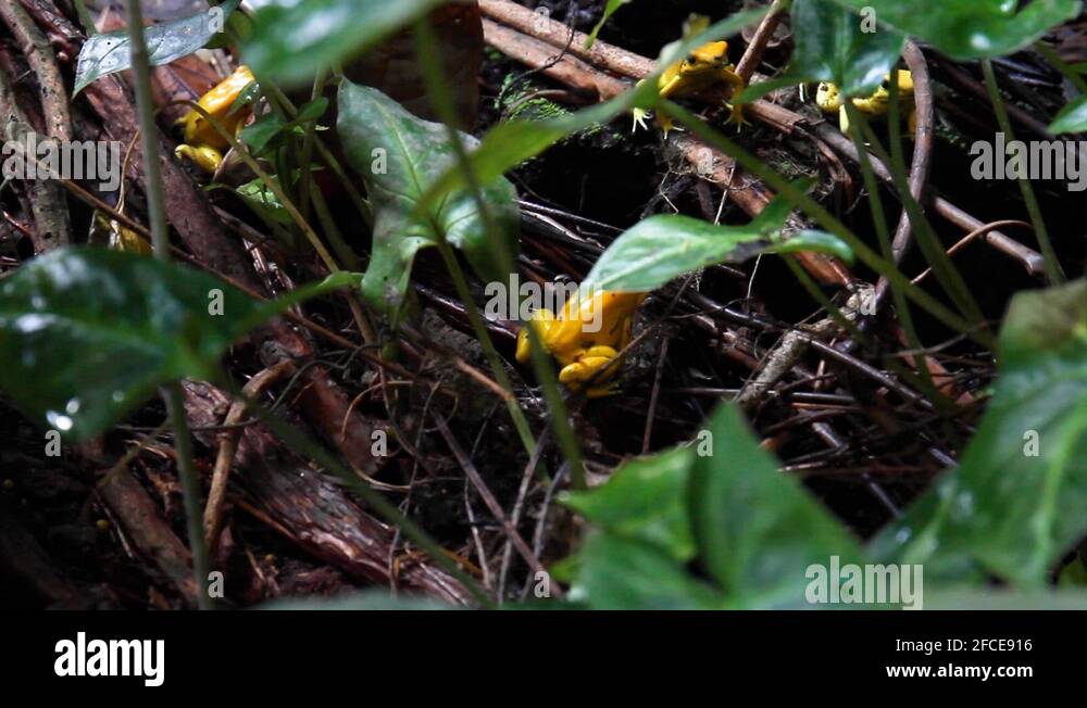 Jungle frogs Stock Videos & Footage - HD and 4K Video Clips - Alamy