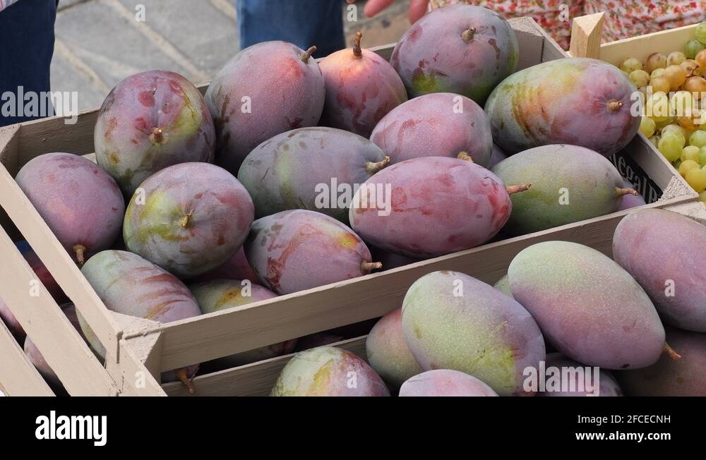 Mangifera indica wood Stock Videos & Footage HD and 4K Video Clips