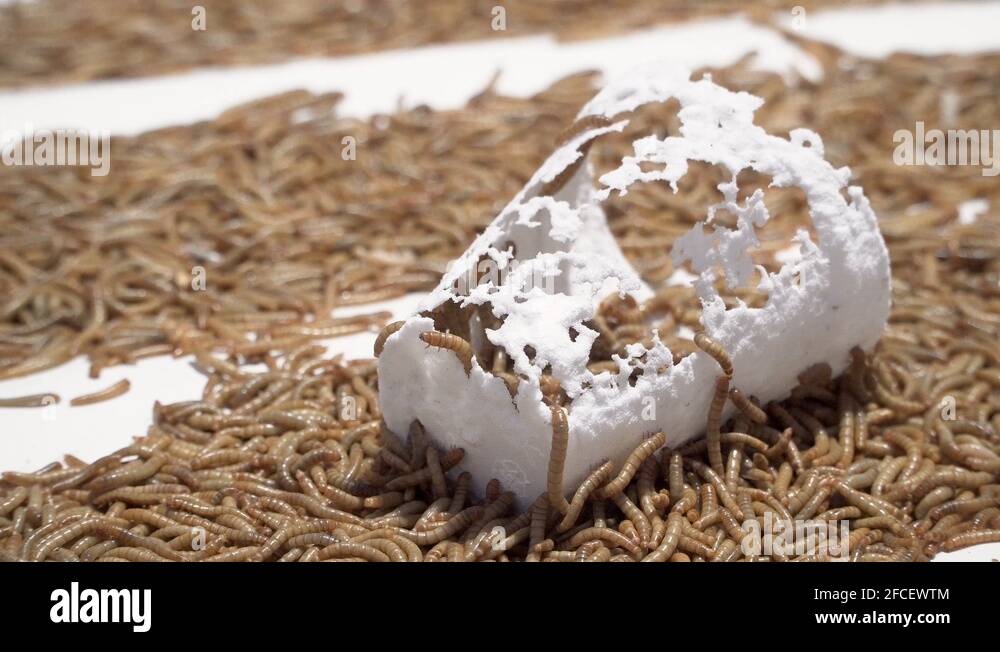 Mealworms larva eating plastic styrofoam cup 4k 25fps Stock Video