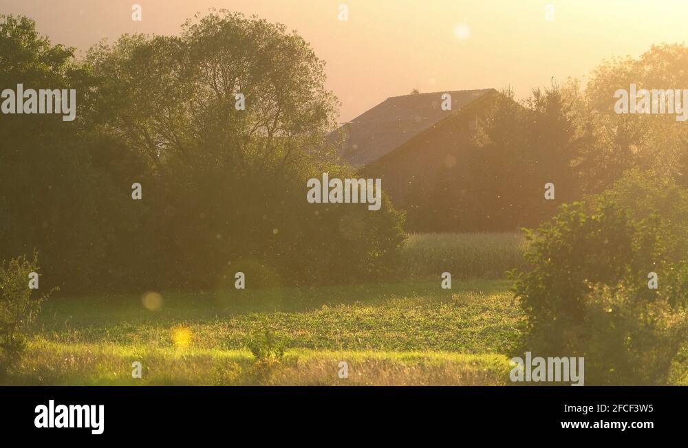 Summer flying insect insects Stock Videos & Footage - HD and 4K Video ...