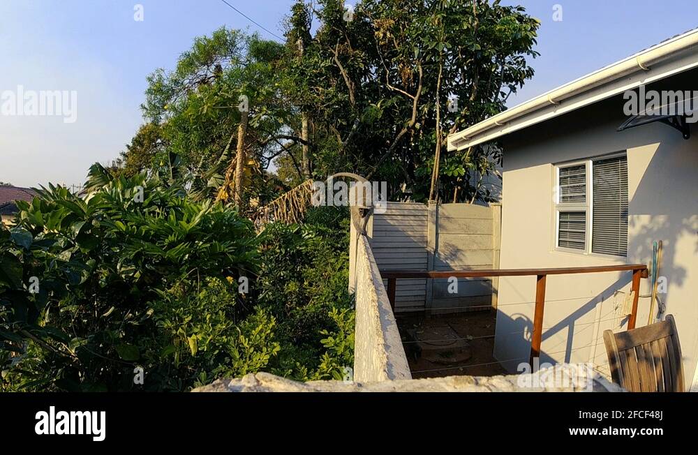 Africa wall of trees Stock Videos & Footage HD and 4K Video Clips Alamy