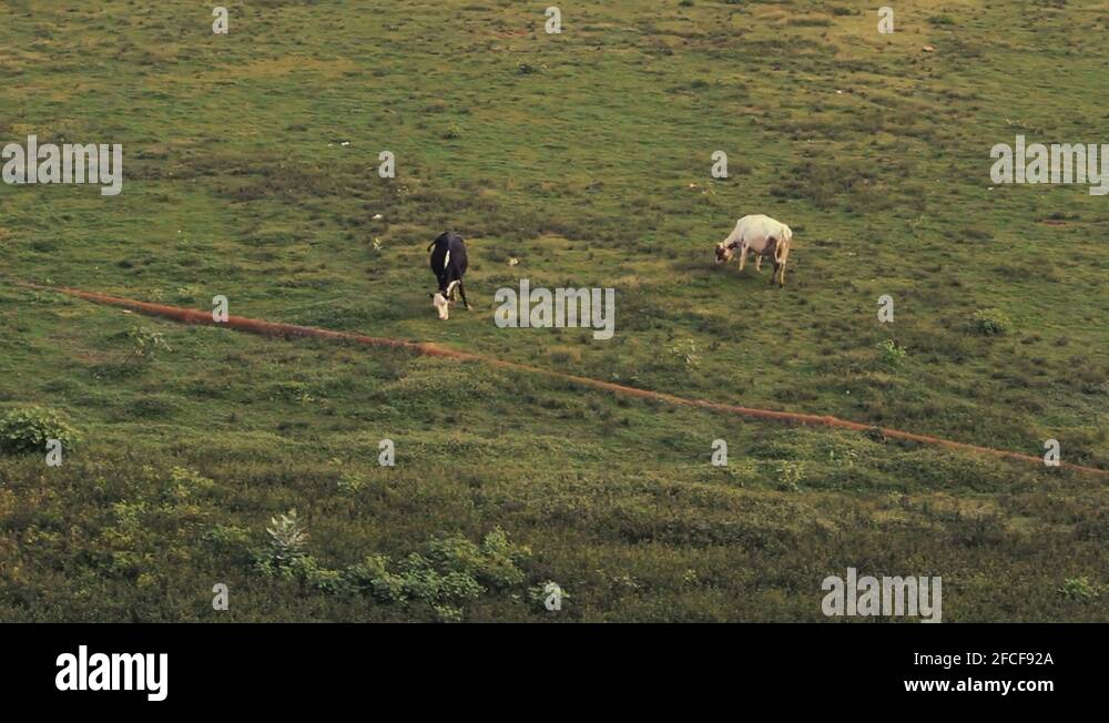 Rearing cow Stock Videos & Footage - HD and 4K Video Clips - Alamy