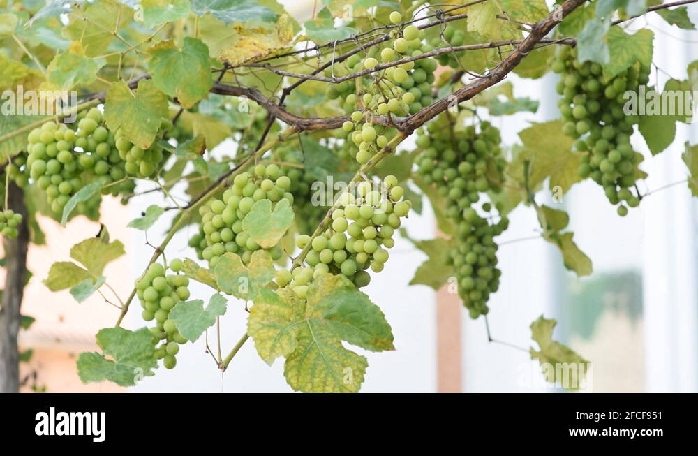 Fruit maturity Stock Videos & Footage HD and 4K Video Clips Alamy