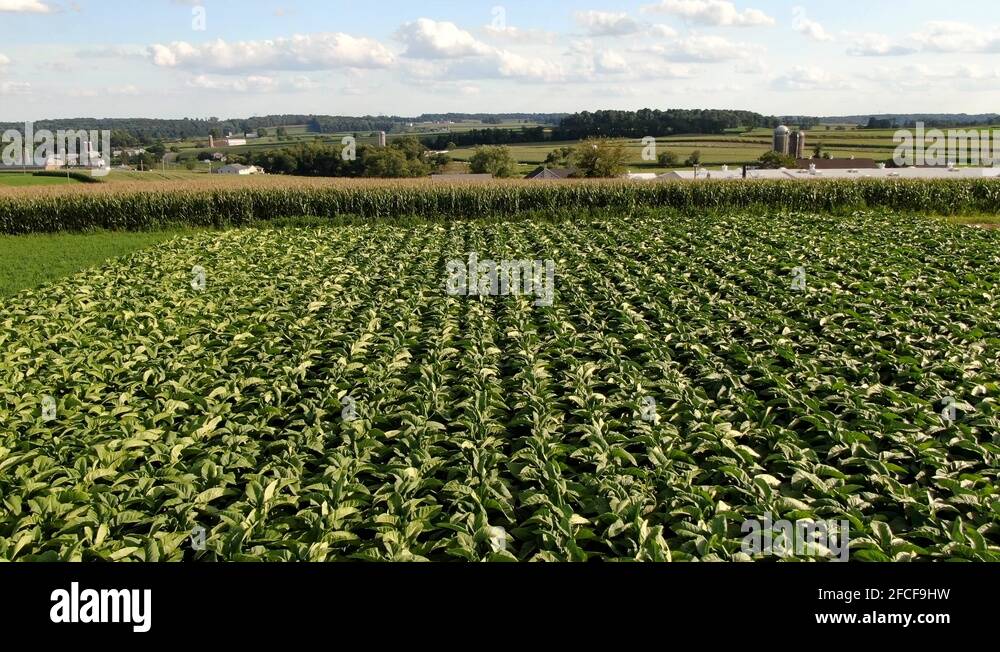 Amish tobacco farm Stock Videos & Footage HD and 4K Video Clips Alamy