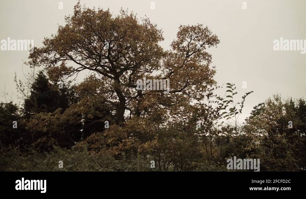 Tree scene Stock Videos & Footage - HD and 4K Video Clips - Alamy