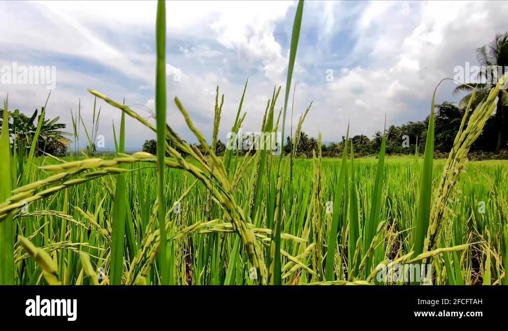 Green mating insects in rice plant Stock Videos & Footage HD and 4K