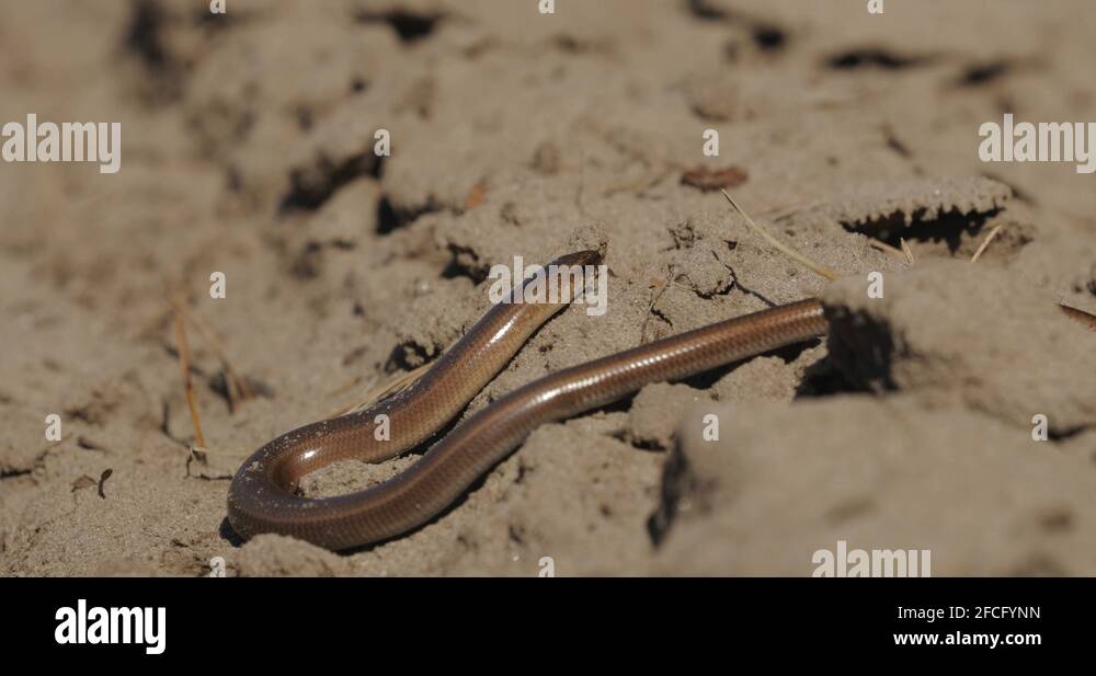 Anguis Fragilis Is A Legless Lizard Reptile Native To Eurasia. Deaf Adder Stock Video Footage