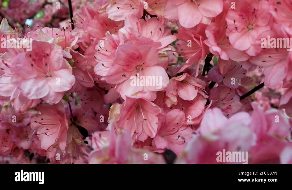 Macro zoom lens Stock Videos & Footage HD and 4K Video Clips Alamy